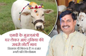 एमपी के मुख्यमंत्री घर लेकर आए दुनिया की सबसे छोटी गाय, जिसका घी बिकता है 50 हजार रूपये प्रति किलोग्राम, आइए Khetivyapar पर जानें